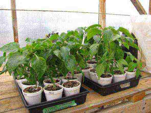 how to properly grow bell peppers in a greenhouse