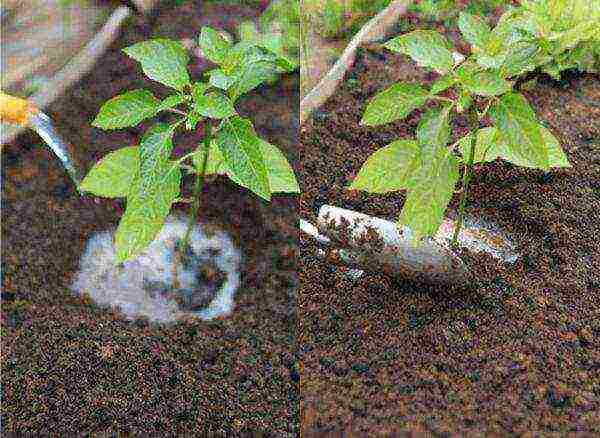 kung paano maayos na mapalago ang mga peppers ng bell sa isang greenhouse