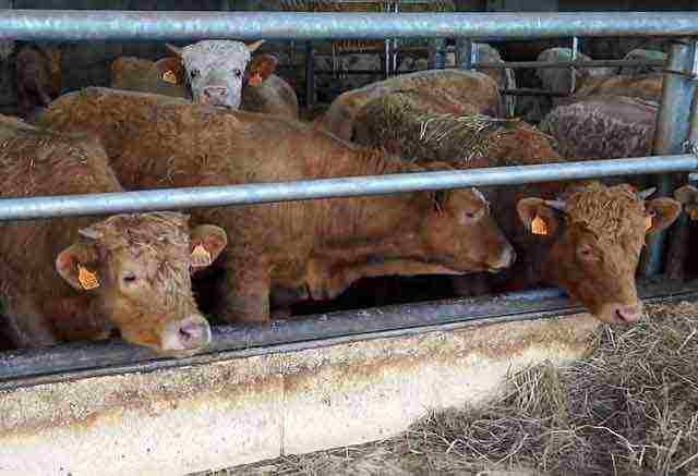 kung paano maayos na itaas ang mga toro sa bahay