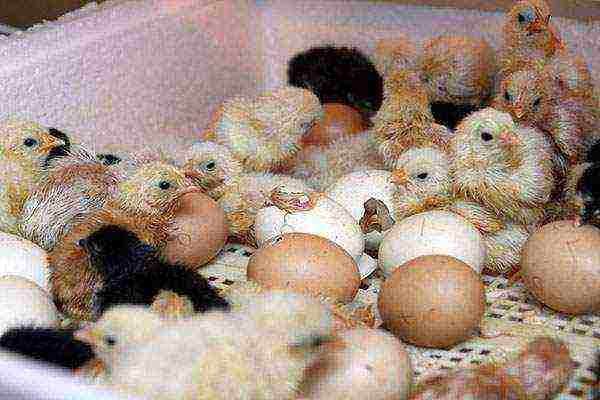 kung paano maayos na itaas ang mga manok sa isang incubator ng sambahayan