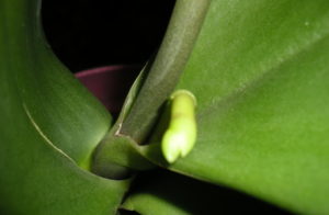 kung paano maayos na mapalago ang isang orchid na sanggol sa ilalim ng isang greenhouse