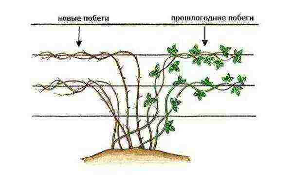 how to properly grow and care for blackberries