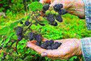 how to properly grow and care for blackberries