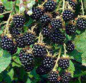 how to properly grow and care for blackberries