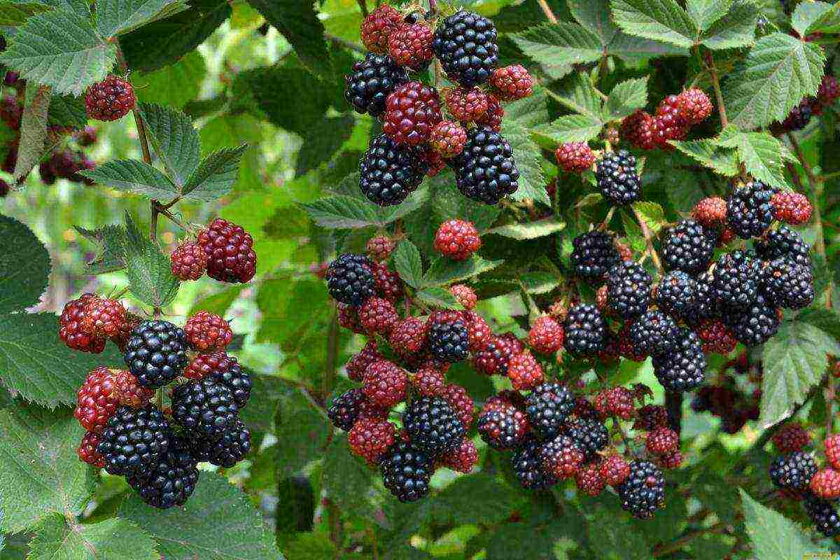 how to properly grow and care for blackberries