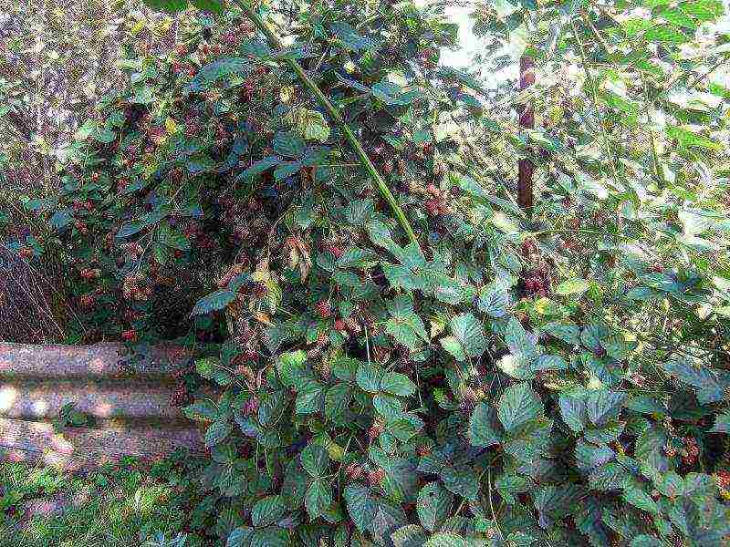 how to properly grow and care for blackberries