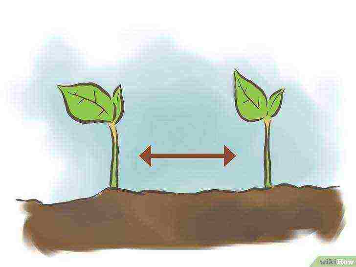 how to properly grow beans at home