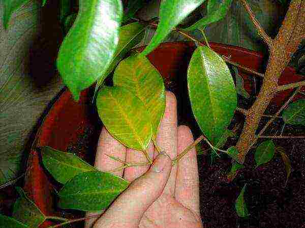 how to properly grow ficus at home