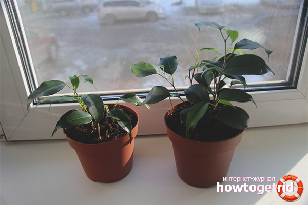 how to properly grow ficus at home