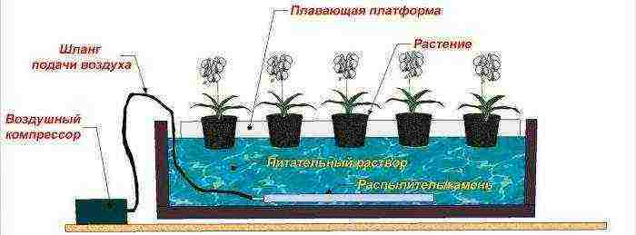 how to properly grow hydropon at home