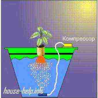 how to properly grow hydropon at home