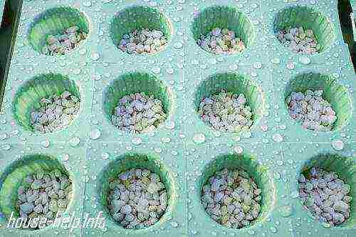 kako pravilno uzgajati hidropon kod kuće