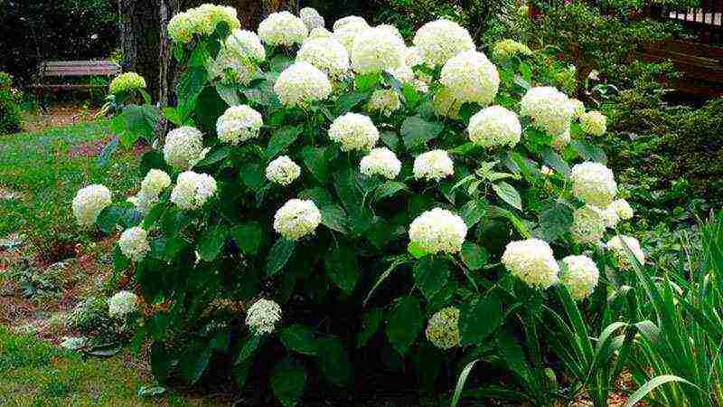 how to properly grow hydrangea outdoors