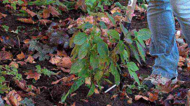 how to properly grow hydrangea outdoors