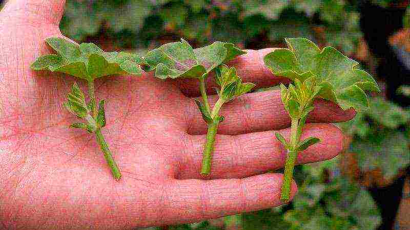 kung paano maayos na mapalago ang hydrangea sa labas ng bahay