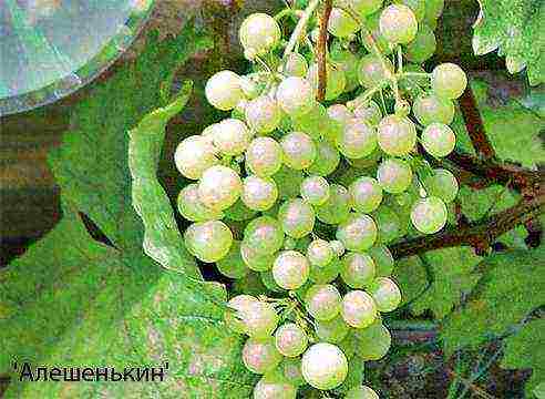kako pravilno uzgajati i njegovati grožđe
