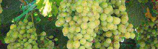 how to properly grow and care for grapes