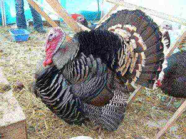 kung paano maayos na mapalago ang mga turkey sa bahay