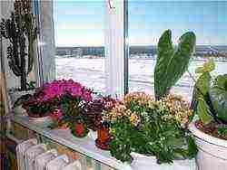 how to properly grow Kalanchoe at home