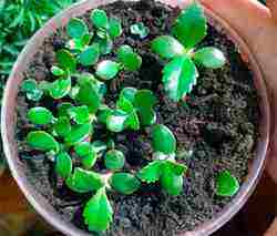 how to properly grow Kalanchoe at home