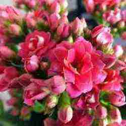 how to properly grow Kalanchoe at home