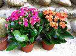 how to properly grow Kalanchoe at home