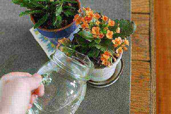 how to properly grow Kalanchoe at home