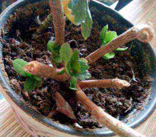 วิธีการปลูก Kalanchoe ที่บ้านอย่างถูกต้อง