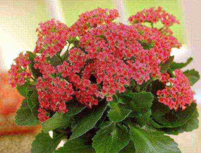 how to properly grow Kalanchoe at home