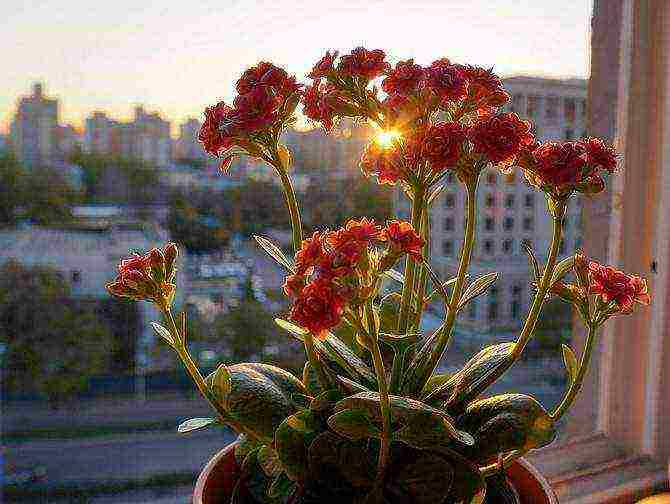 how to properly grow Kalanchoe at home