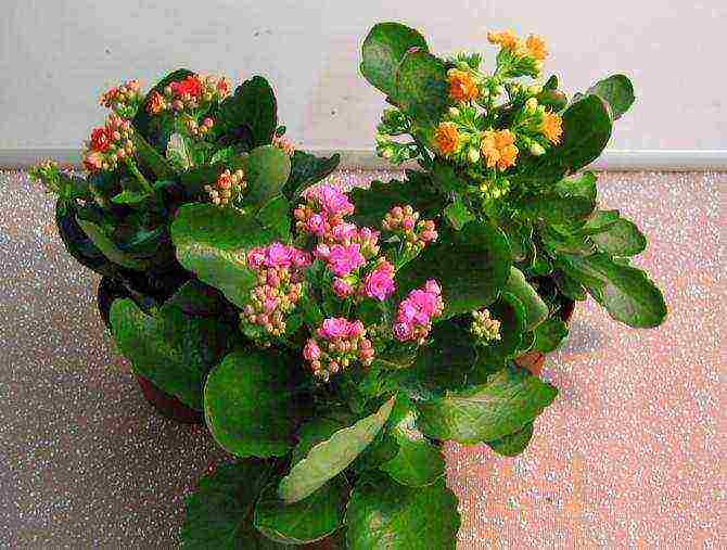 how to properly grow Kalanchoe at home