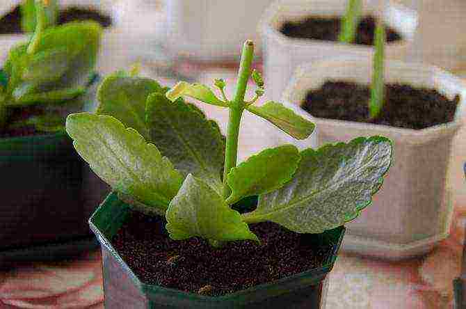 how to properly grow Kalanchoe at home