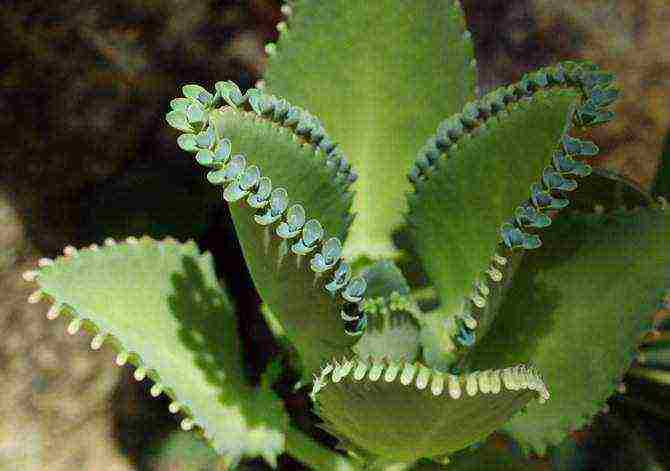 how to properly grow Kalanchoe at home