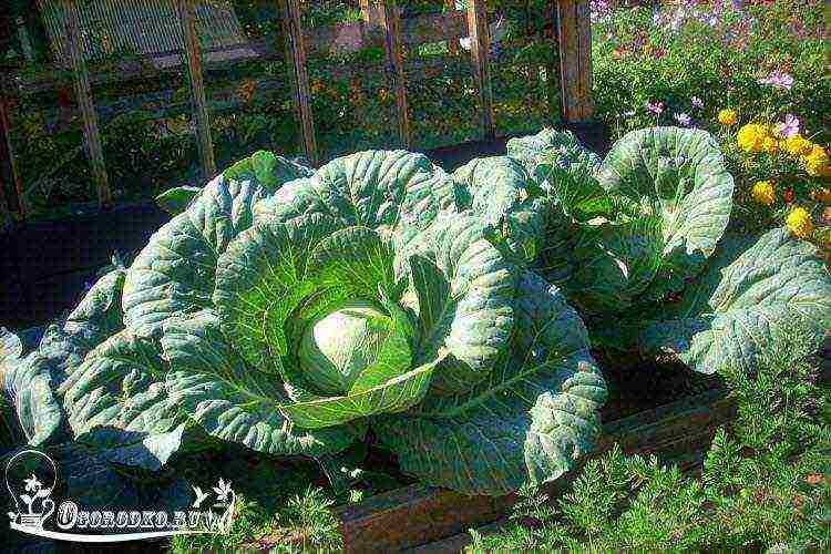 how to properly grow cabbage outdoors