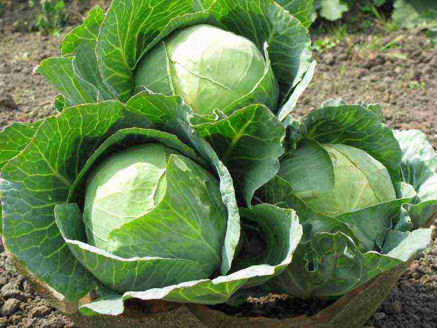 how to properly grow cabbage outdoors