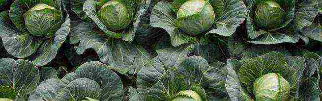 how to properly grow cabbage outdoors