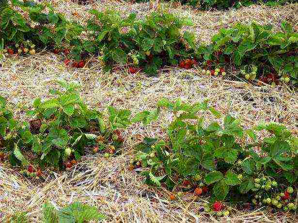 how to properly grow strawberries outdoors