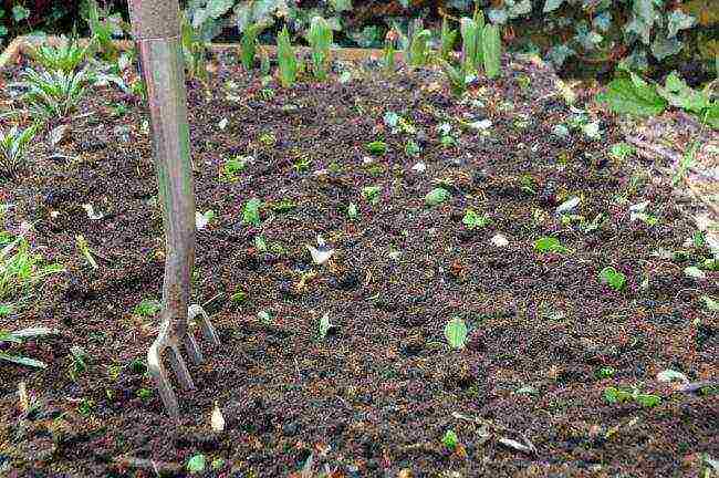 kung paano maayos na mapalago ang mga strawberry sa labas