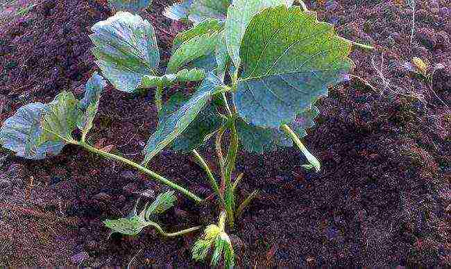 how to properly grow strawberries outdoors