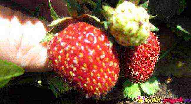 how to properly grow strawberries outdoors