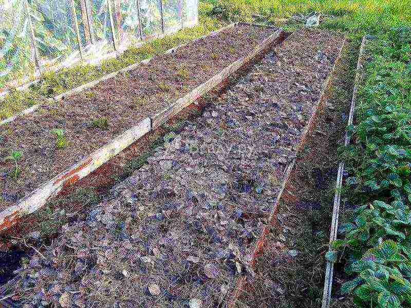 how to properly grow strawberries outdoors