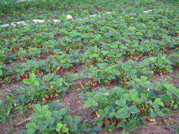 kung paano maayos na mapalago ang mga strawberry sa labas