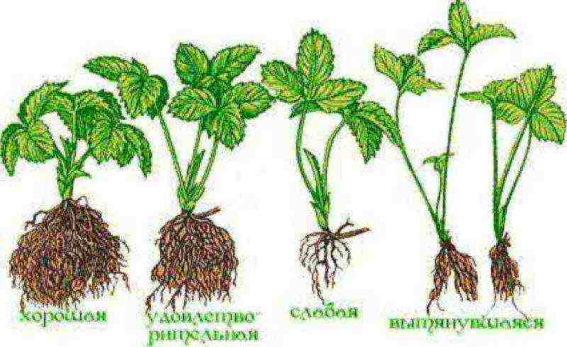 how to properly grow strawberries at home