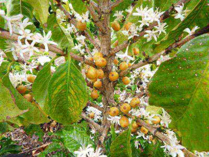 kung paano maayos na mapalago ang arabica coffee tree sa bahay