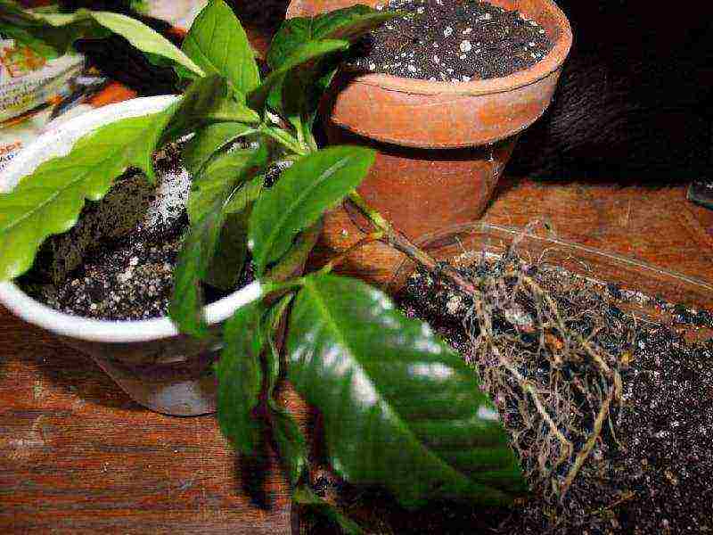 how to properly grow arabica coffee tree at home