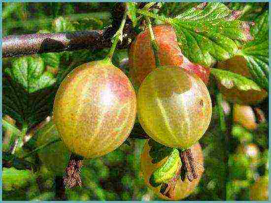 how to grow gooseberries in the open field