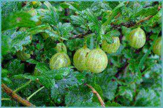 how to grow gooseberries in the open field