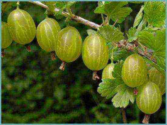 how to grow gooseberries in the open field