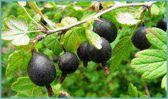 how to grow gooseberries in the open field