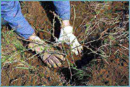 how to grow gooseberries in the open field